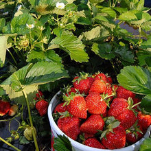 Load image into Gallery viewer, Everbearing Strawberry - USDA Organic
