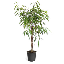 Load image into Gallery viewer, Ficus Alii Braid Plant
