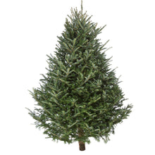 Load image into Gallery viewer, Fresh Cut Christmas Tree - N.C. Fraser Fir
