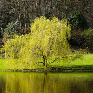 'Golden Curls' Corkscrew Willow