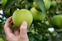 Load image into Gallery viewer, Granny Smith Apple Tree
