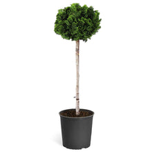 Load image into Gallery viewer, Dwarf Hinoki Cypress Tree
