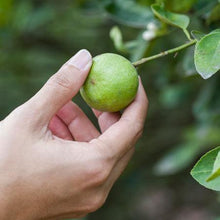 Load image into Gallery viewer, Key Lime Tree - USDA Organic
