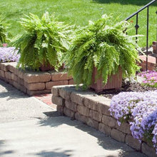 Load image into Gallery viewer, Kimberly Queen Fern
