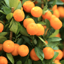 Load image into Gallery viewer, Kishu Mandarin Tree (Seedless)

