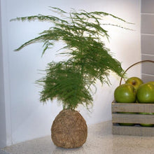 Load image into Gallery viewer, Kokedama Asparagus Fern Plant
