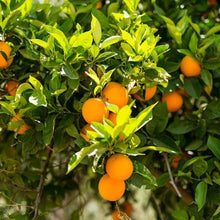 Load image into Gallery viewer, Lane Late Navel Orange
