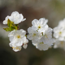 Load image into Gallery viewer, Lapins Cherry Tree
