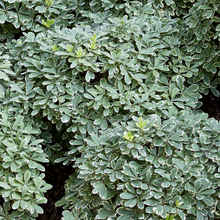 Load image into Gallery viewer, Mojo Dwarf Pittosporum
