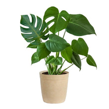 Load image into Gallery viewer, Monstera (Swiss Cheese Plant)

