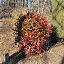 Load image into Gallery viewer, Obsession™ Nandina Shrub
