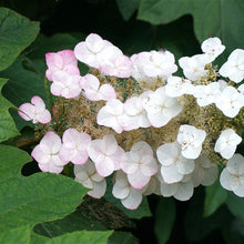 Load image into Gallery viewer, Oakleaf Hydrangea Shrub
