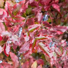 Load image into Gallery viewer, Oregon Grape Holly Shrub
