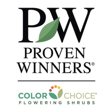 Load image into Gallery viewer, Little Lime® Hydrangea Tree
