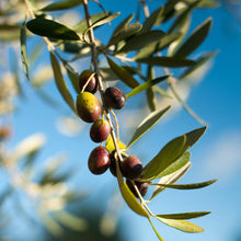 Load image into Gallery viewer, Pendolino Olive Tree
