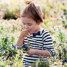 Load image into Gallery viewer, Premier Blueberry Bush - USDA Organic
