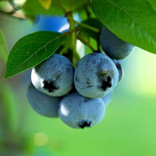 Load image into Gallery viewer, Premier Blueberry Bush - USDA Organic
