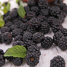 Load image into Gallery viewer, Prime Ark Freedom Blackberry - USDA Organic

