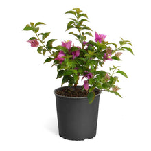Load image into Gallery viewer, New River Purple Bougainvillea
