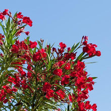 Load image into Gallery viewer, Red Oleander
