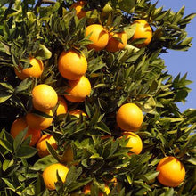 Load image into Gallery viewer, Robertson Navel Orange
