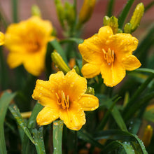 Load image into Gallery viewer, Stella D'Oro Daylily Plant
