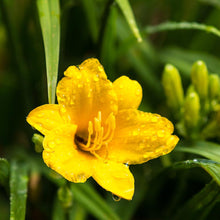 Load image into Gallery viewer, Stella D'Oro Daylily Plant
