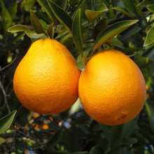 Load image into Gallery viewer, Navel Orange Tree - USDA Organic
