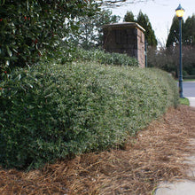 Load image into Gallery viewer, Dwarf Yaupon Holly

