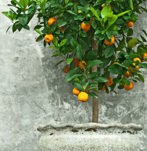 Load image into Gallery viewer, Clementine Tree - USDA Organic
