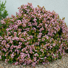 Load image into Gallery viewer, Pinkie Indian Hawthorn Shrub

